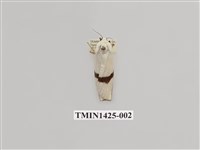 藏品(燈蛾科)的圖片